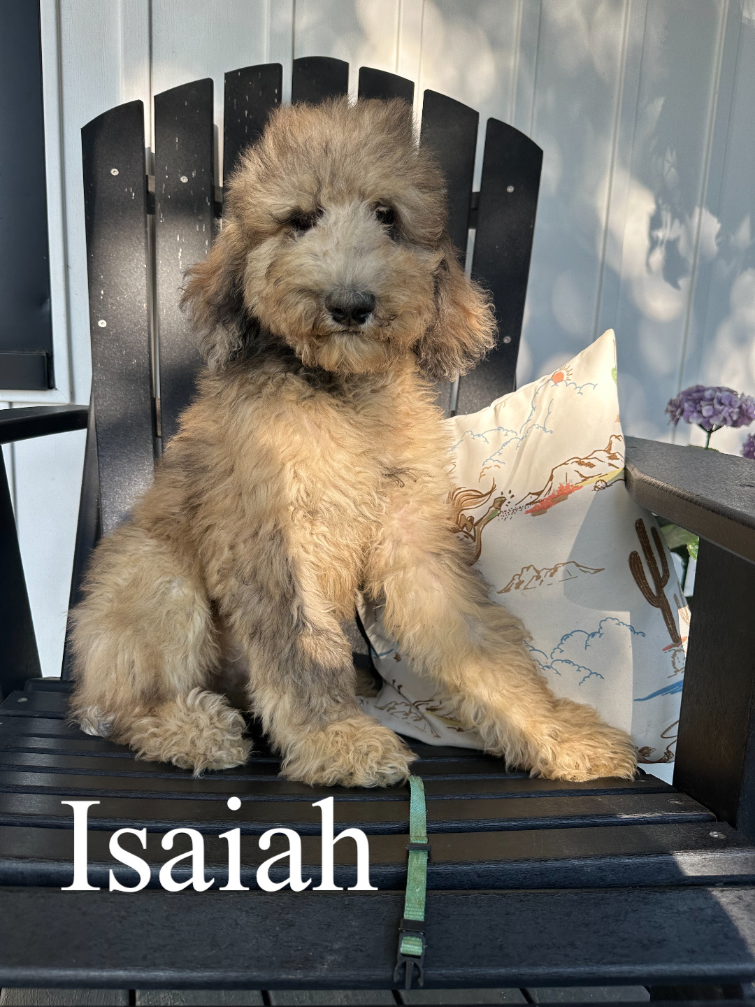 Isaiah 1